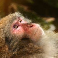 “Un hito extraordinario”: mono sobrevive 2 años con riñón de cerdo y abre nueva era para trasplantes humanos
