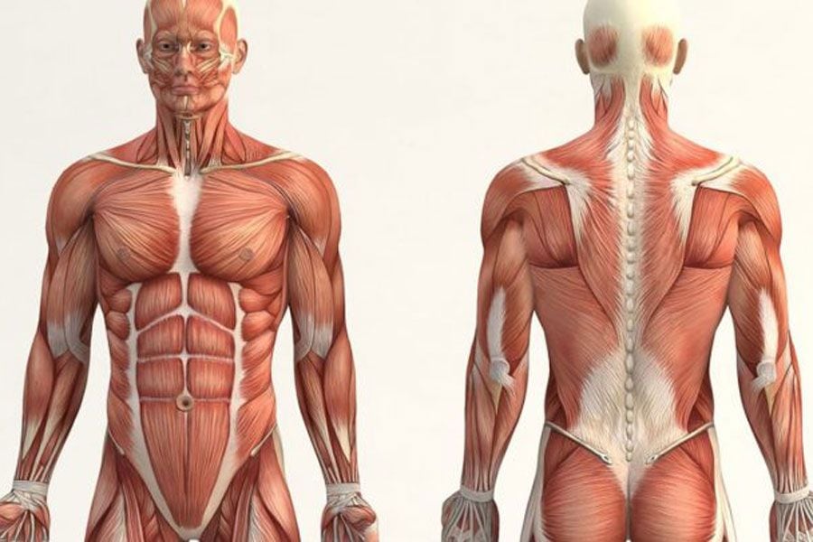 Científicos revelan una característica hasta ahora desconocida en la