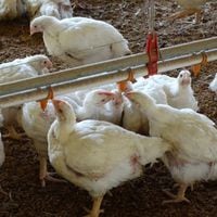 Tribunal Ambiental rechaza demanda por daño ambiental contra plantel avícola ubicado en Caleu