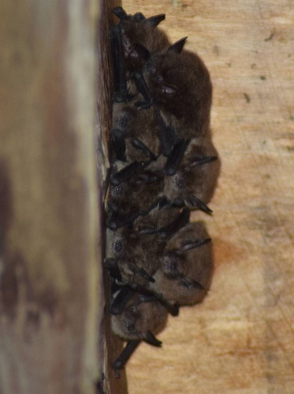 Un grupo de murciélagos del género Myotis. FOTO: Annia Rodríguez