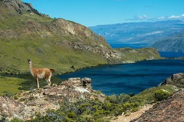 Chile como una "esponja" de carbono:  la mejor contribución del país al planeta