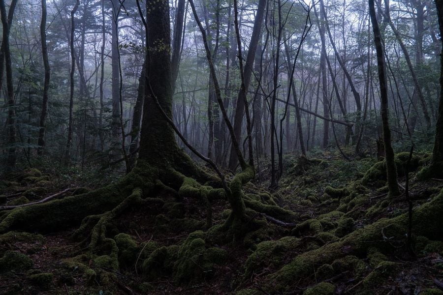 El Bosque De Los Suicidas En Japon La Tercera