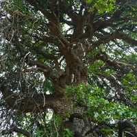Los secretos del naranjillo: estudio revela la singular estrategia de adaptación al cambio climático de este árbol