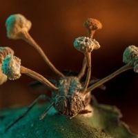 Una mosca esclavizada como “zombie” por hongos: estas son las mejores fotos según revista científica