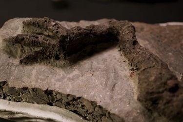 Increíble hallazgo: Encuentran fósil de un dinosaurio que murió el día en que un asteroide golpeó la Tierra y acabó con estos animales