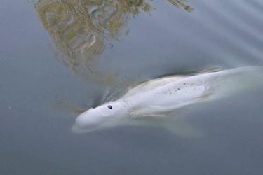 Hallan a un ballena beluga extraviada en el río Sena