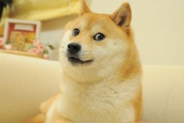 Kabosu, la perrita detrás del meme Doge, está muy enferma