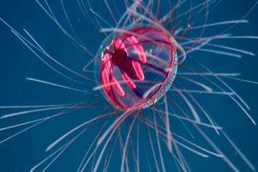 Turritopsis dohrnii, la impresionante “medusa inmortal”, que puede rejuvencer y nunca muere