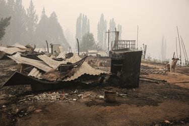 Reconstrucción tras los incendios forestales: una lenta esperanza