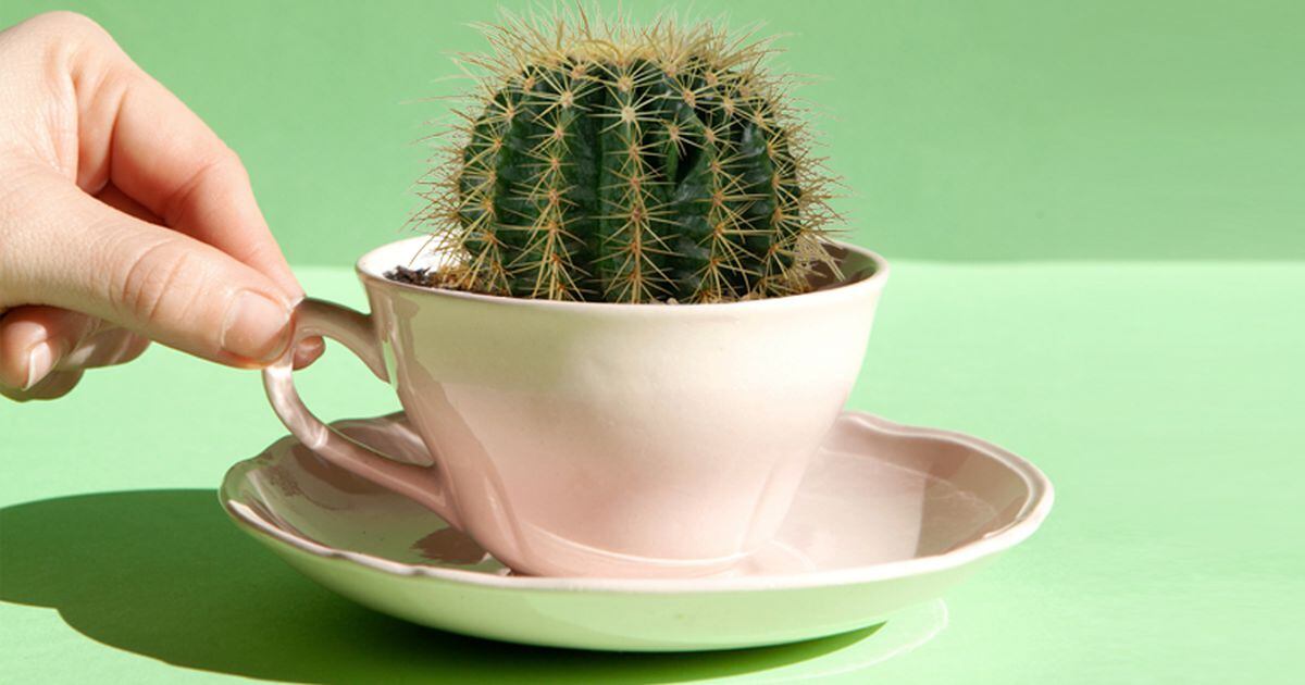 Estudio: ¿Por qué el esmalte de tazas de cerámica afecta la salud?