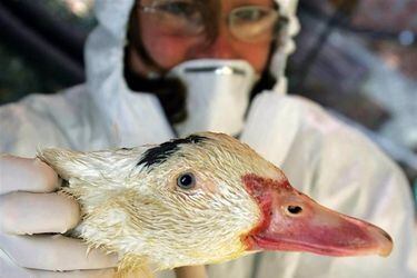 ¿Puede la gripe aviar convertirse en una pandemia como la del COVID-19?