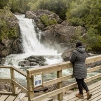 Parque Nacional Alerce Andino: nueva infraestructura sustentable y una app que guía y educa a los visitantes