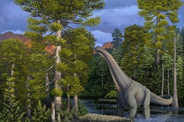 Desde tepuales que maravillaron a Darwin a araucarias que vivieron con  dinosaurios: libro recoge la voz de los milenarios bosques nativos de Chile  - La Tercera