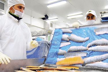 Industria salmonera pagó $15.000 millones en patentes acuícolas en tres años