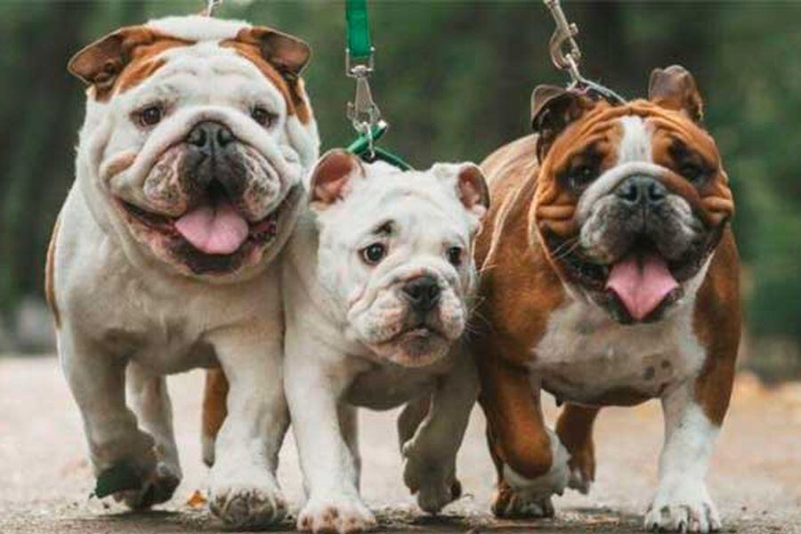 bulldogs