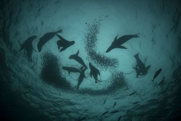 Nubes de peces: los secretos del mar de Pisagua
