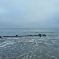 Expectación por ballena que varó en Playa Grande de Tongoy