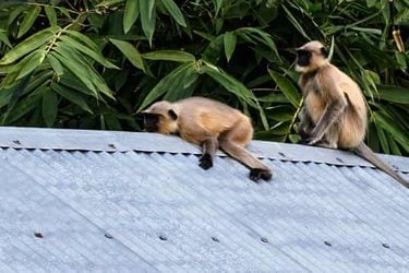 Organización Mundial de Salud lamenta matanza de monos en Brasil por temor a viruela símica