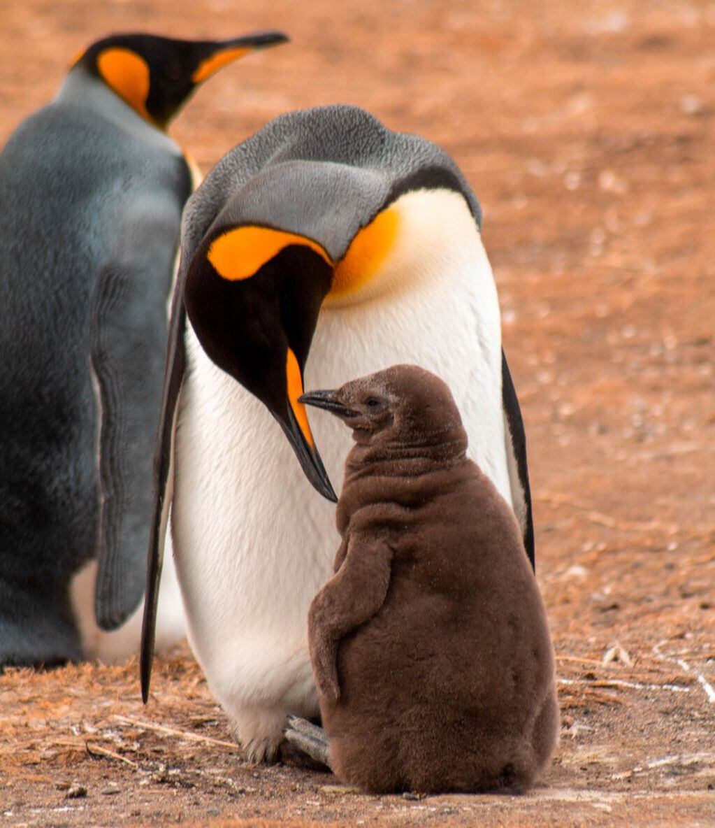 Pingüino rey y su cría. FOTO: Carlos Zurita
