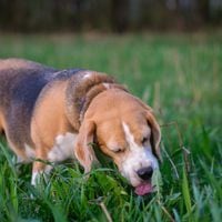 ¿Por qué los perros comen pasto? Un estudio lo revela y niega que sea por dolor de estómago