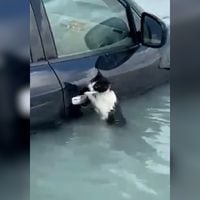 Gatito se aferra a un auto para sobrevivir a inundaciones en Dubái