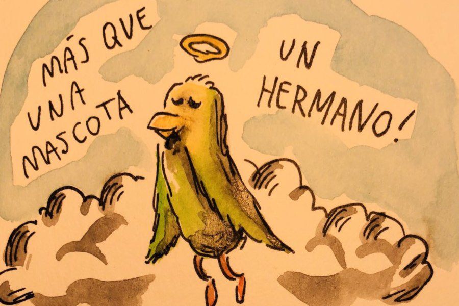 liniers chimuelo