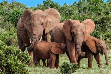 familia-elefantes