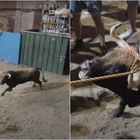 El dramático video de un toro maltratado durante fiestas en España