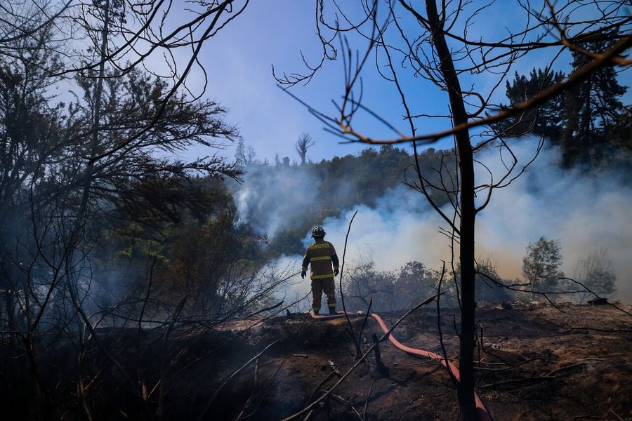 Alerta Roja por incendio forestal en el Jardín Botánico de Viña del Mar.
FOTO: LEONARDO RUBILAR CHANDIA/AGENCIAUNO