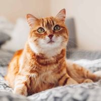 4 puntos para entender cómo tu gato percibe el mundo y que debes considerar para su cuidado