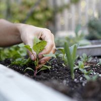 Huerta primaveral: qué conviene sembrar y cultivar en estos meses