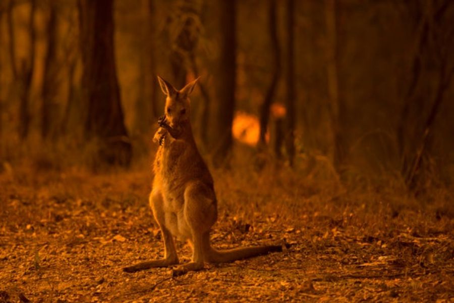 wallaby