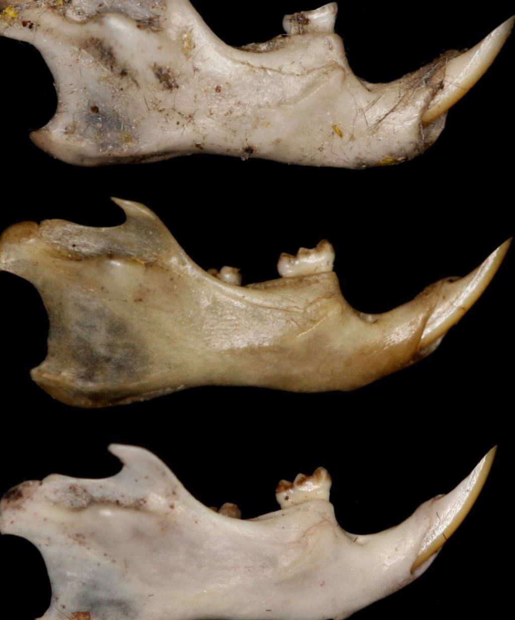 Restos de mandíbula encontrados por Pablo Valladares y su gente.