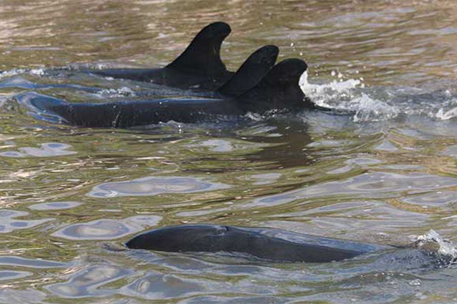 delfines-florida-atrapados2