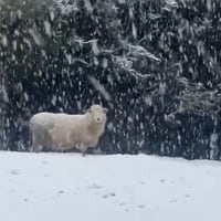 Los registros que deja la nieve caída en Chiloé