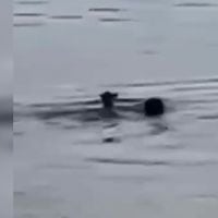 Rescatan a un pudú que era perseguido por un perro en el lago Huillinco