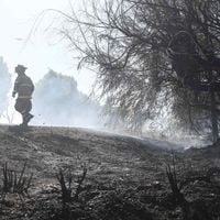 Incendios forestales: Senapred declara alerta roja para comunas de Litueche y San Pedro
