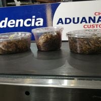 Encomienda con serpientes y tortugas vivas: Aduanas requisa paquete proveniente de Estados Unidos en Aeropuerto de Santiago