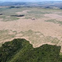 Impacto de la deforestación: estudio revela consecuencias medioambientales de programas de desarrollo rural