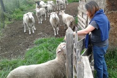 Los arquitectos que convierten la lana en el mejor aislante del sur de Chile