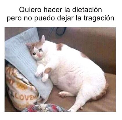 Imágenes con frases lindas de gordas - Memes graciosos de gorditas bonitas gato postre