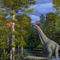 Desde tepuales que maravillaron a Darwin a araucarias que vivieron con dinosaurios: libro recoge la voz de los milenarios bosques nativos de Chile