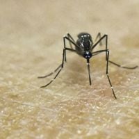 Declaran alerta amarilla en la Región de Arica tras “preocupante” aumento de mosquito vector del dengue
