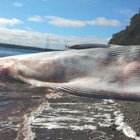 Por qué murió la ballena que apareció en las playas de Ancud