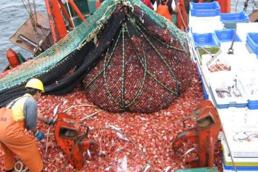 Comisión del Senado aprueba en general el proyecto que declara la nulidad de la Ley de Pesca - La Tercera
