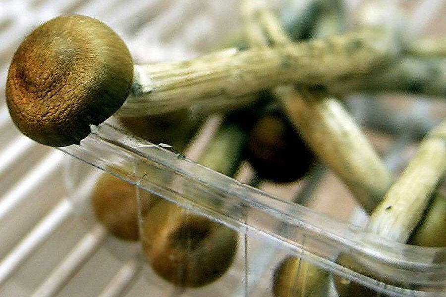 Hongos