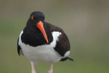 Al rescate de mítica ave chilena: Plan de conservación permite que especie vuelva a tener crías tras cuatro años