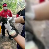 Rescatan a un bebé mono a punto de morir por una ola de calor en México