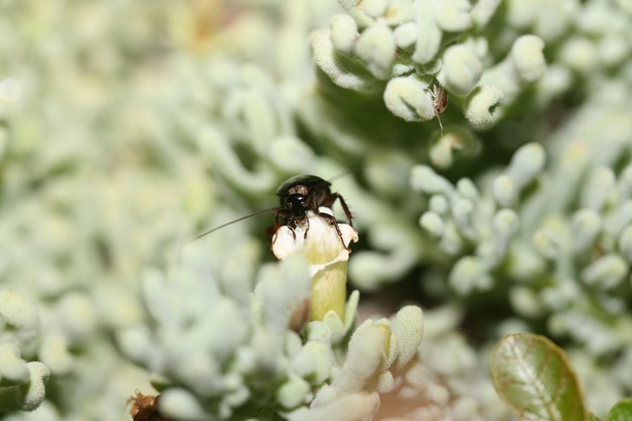 NO OCUPAR / M. BREVIPENNIS 1