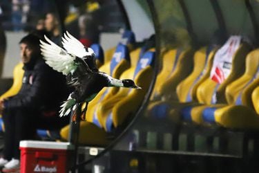 Esta ave acompañó el partido entre Everton y Deportes Copiapó.